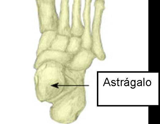 astragalo