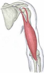 bicepsbraquial
