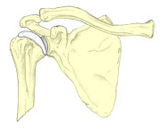 inestabilidad_articular