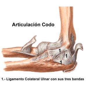 ligamento_interno