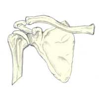 subclavicular