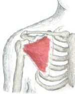 subescapular