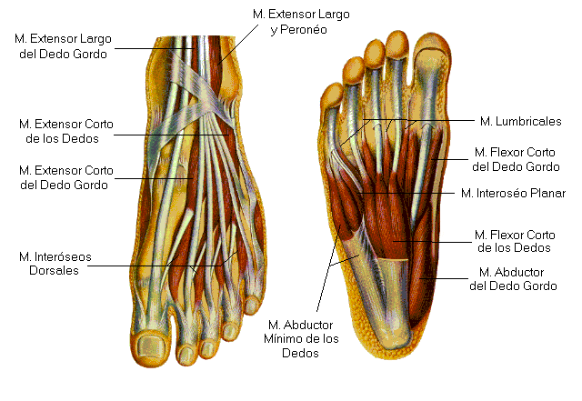 tendones-extensores-pie